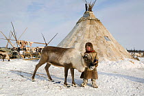 Nenets boy petting a draught Reindeer (Rangifer tarandus) at his family's winter camp in the Yamal. Western Siberia, Russia, February 2009. Editorial use only.