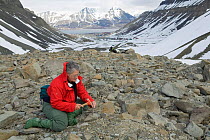 Woman breaking rocks to look for fossils high on the moraine to Longyearbreen above Longyearbyen. Svalbard, Norway, June 2008.