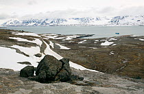 Shattered glacial erratic resting in a smooth glacially eroded landscape. Blomstrand, Spitsbergen, Svalbard, Norway, June 2008.