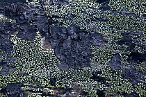 Lichens, including dark grey Umbilicaria (Umbilicus sp) growing on rocks at Blomstrand. Spitsbergen, Svalbard, Norway, June 2008.