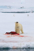 Polar bear (Ursus maritimus) looking up from feeding on seal carcas as ship passes. Spitsbergen, Svalbard, Norway, June.