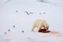 Polar bear (Ursus maritimus) feeding on a dead seal as gulls watch. Spitsbergen, Svalbard, Norway, June.