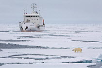 Expedition cruise ship "Grigoriy Mikheev" encounters a Polar bear (Ursus maritimus) on the shifting pack ice west of Spitsbergen, Svalbard, Norway, June.