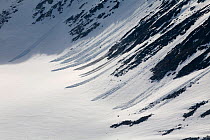 Small avalanche tracks down the walls of a valley glacier, the snow has become unstable after the summer thaw. Magdalenefjorden. Spitsbergen, Svalbard, Norway, June 2008.