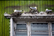 Kittiwakes (Rissa tridactyla) nesting above a window in the coal mining town of Barentsburg. Spitsbergen, Norway, June 2006.
