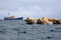 Group of Walrus (Odobenus rosmarus) on a rock, with boat behind. Nordaustlandet, Svalbard, Norway, June 2006.