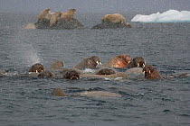 Group of Walrus (Odobenus rosmarus) swimming during a snow flurry. Svalbard, Norway, June.