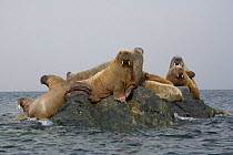 Walrus (Odobenus rosmarus) mothers and calves on a rock. Svalbard, Norway, June.
