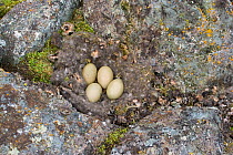 Eider (Somateria mollissima) eggs on down nest,  amongst the rocks. Svalbard, Norway, June.