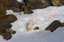 Polar bear (Ursus maritimus) attempting to bury the remains of a seal carcass in the snow. Nelson Oya, Svalbard, Norway, June.