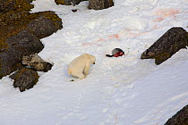 Polar bear (Ursus maritimus) defecating near a seal it has partially eaten. Nelson Oya, Svalbard, Norway, June.