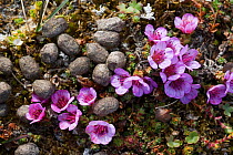 Purple Saxifrage (Saxifraga oppositifolia) with Reindeer (Rangifer tarandus) droppings that will fertilise it for many years. Svalbard, Norway, June.