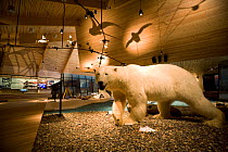Stuffed Polar bear (Ursus maritimus) in Longyearbyen Museum. Spitsbergen, Svalbard, Norway, June 2006.