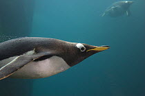Gentoo penguin (Pygoscelis papua) underwater in aquarium. Living Coasts, Torquay, England, UK.