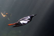Pigeon guillemot (Cepphus columba), in breeding plumage, swimming underwater in aquarium. Living Coasts, Torquay, England, UK.