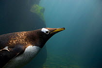 Gentoo penguin (Pygoscelis papua) underwater - the fastest swimming penguin. Living Coasts, Torquay, England, UK.