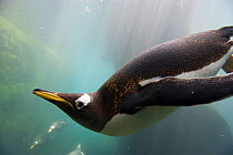 Gentoo penguin (Pygoscelis papua) diving underwater in aquarium. Living Coasts, Torquay, England, UK.
