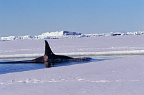 Male Killer whale (Orcinus orca) hunting along the floe edge by Mount Erebus. Ross Sea, Antarctica.