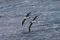 Black browed albatross (Thalassarche melanophrys) and Grey headed albatross (Thalassarche chrysostoma) ride the same air wave off Cape Horn, Southern Ocean.