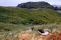 Grey headed albatross (Thalassarche chrysostoma) on the grassy slopes of Diego Ramirez, Chile.