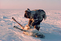 Inuit hunter skinning a Caribou / Reindeer (Rangifer tarandus) that he has shot. Igloolik, Nunavut, Canada, 1987.
