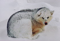 Husky covered in snow during a winter storm on Baffin Island, Nunavut, Canada.