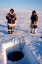 Two Inuit men from Igloolik checking a fishing net set under lake ice on the Melville Peninsula. Nunavut, Canada, 1990. Editorial use only.