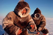 Two Inuit hunters eating Arctic char (Salvelinus alpinus) wearing caribou skin clothes. Igloolik, Nunavut, Canada, 1990. Editorial use only.