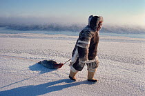Inuit hunter dragging a dead seal while out hunting at the floe edge. Igloolik, Nunavut, Canada, 1990. Editorial use only.