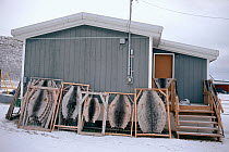 Seal skins drying outside an Inuit home on Qikiqtarjuaq (Broughton Island), Nunavut, Canada, 2002.
