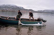 Inuit hunters returning to Cape Dorset with a Beluga / White whale (Delphinapterus leucas). Baffin Island, Nunavut, Canada, 2002.