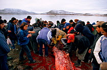 Inuits from Cape Dorset gathering round the carcass of a Beluga / White whale (Delphinapterus) for meat. Nunavut, Canada, 2002.