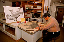 Kananginak Pootoogook, an acclaimed Inuit artist drawing a Walrus in the print shop at Cape Dorset, Nunavut, Canada, 2002. Editorial use only.