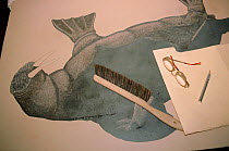 Inuit artist Kananginak Pootoogook's unfinished stone cut plate of a walrus. Cape Dorset, Nunavut, Canada, 2002. Editorial use only.