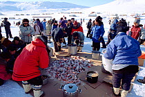 Inuits from Arctic Bay gathering on the ice for an Easter feast of Arctic charr (Salvelinus alpinus) and seal meat. Baffin Island, Nunavut, Canada, 2005.