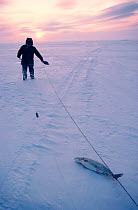 Inuit man retrieving American lake trout (Salvelinus namaycush) from his net set under the ice at Baker Lake. Nunavut, Canada, 1982.