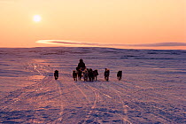 Inuit hunter travelling by dog sled under midnight sun. Igloolik, Nunavut, Canada, June 1992.