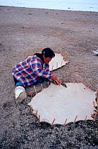 Inuit woman stretching sealskin out to dry on the ground. Jens Munk Island, Nunavut, Canada, 1992.