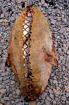 Arctic charr (Salvelinus alpinus) sewn up in a fresh sealskin, making the fish easy to transport while preventing them drying out. Igloolik, Nunavut, Canada, 1992.