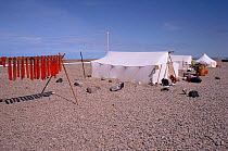 Arctic charr (Salvelinus alpinus) drying on racks at inuit hunting camp. Igloolik, Nunavut, Canada, 1992.