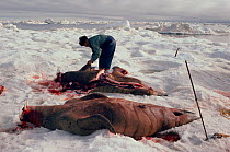 Inuit hunter butchering Walrus (Odobenus rosmarus) on ice floe. Foxe Basin, Nunavut, Canada, 1992.