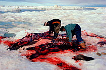 Inuit hunters butchering Walrus (Odobenus rosmarus) on ice floe. Foxe Basin, Nunavut, Canada, 1992.