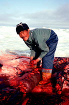 Inuit hunter making the Inuit delicacy 'Igunaq' at the site of a walrus (Odobenus rosmarus) kill. Igloolik, Nunavut, Canada, 1992.