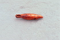 Tiny carved ivory figure of seal, approximately 2000 years old, believed to originate from Dorset culture. Igloolik Island, Nunavut, Canada, 1992.