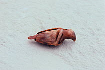 Tiny carved ivory figure of bird, approximately 2000 years old, believed to originate from Dorset culture. Igloolik Island, Nunavut, Canada, 1992.