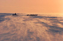 Huskies (Canis familiaris) pulling sled across sea ice in wind near Igloolik, Nunavut, Canada, 1993.
