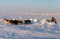 Inuk pushing sled over ice ridge, helped by Huskies (Canis familiaris). Igloolik, Nunavut, Canada, 1993.