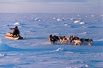 Inuk cracking his whip to encourage Huskies (Canis familiaris) over the sea ice. Igloolik, Nunavut, Canada, 1993.