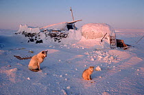 Traditional turf house with ice porch used as hunter's shelter, with Huskies (Canis familiaris) in front. Igloolik, Nunavut, Canada, 1993.