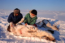Inuit father and son skinning Reindeer (Rangifer tarandus). Baffin Island, Nunavut, Canada, 1999.